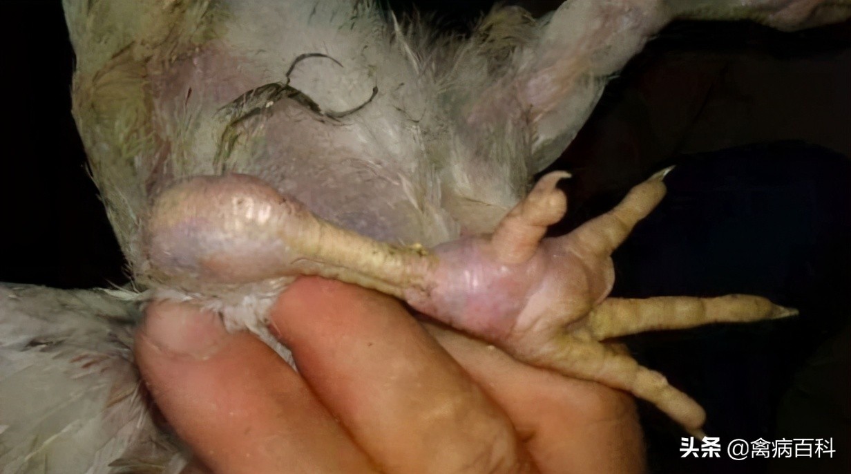 蛋鸡滑液囊支原体病的特点,滑液囊支原体对鸡有危害吗