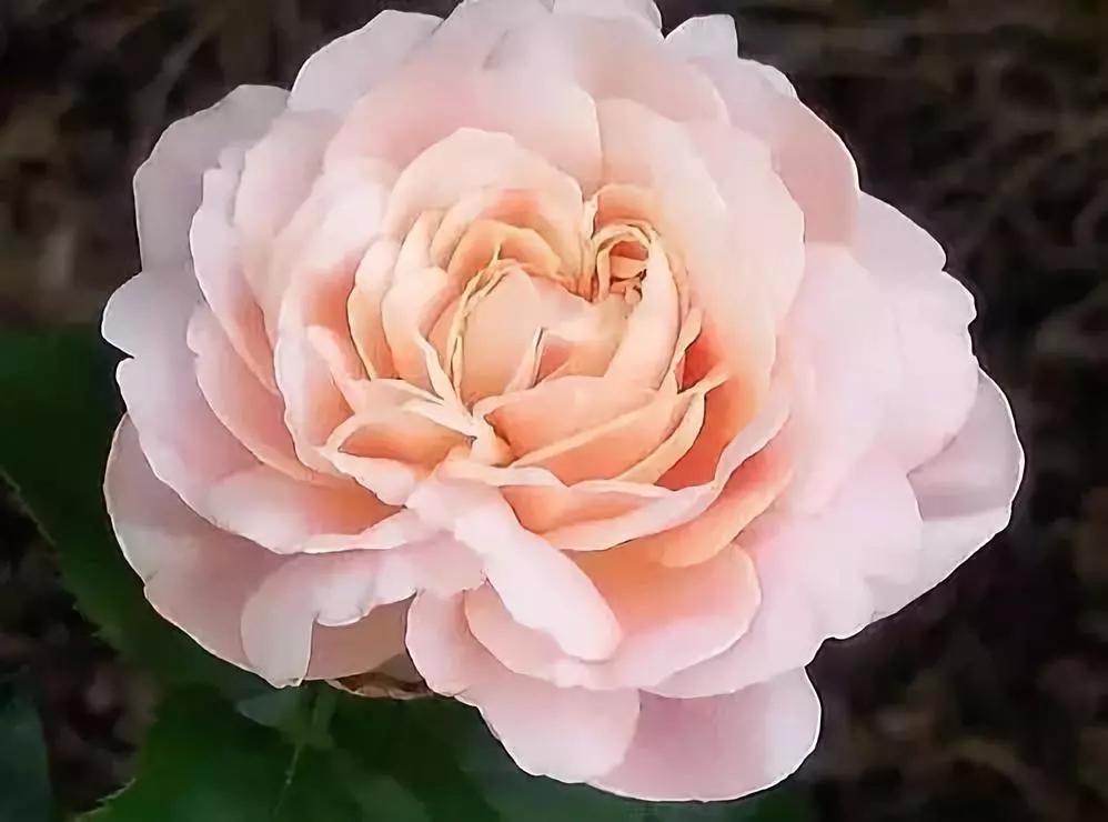 世界上最高贵最漂亮的花,世界上最名贵的花