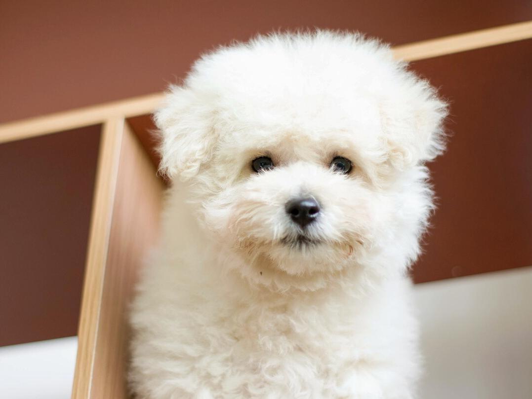 养比熊的方法和注意事项,4个月比熊喂养注意事项