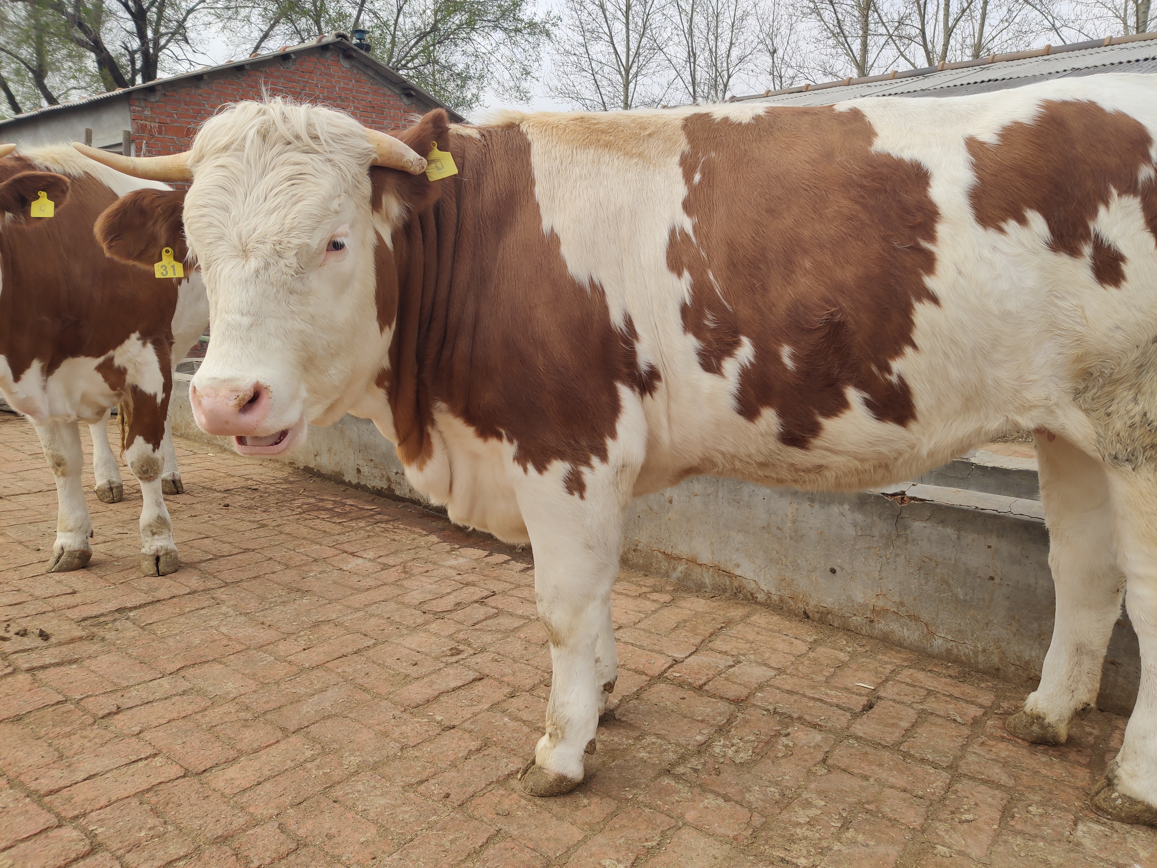 养牛的成本增加了,那养牛到底还能不能有利润呢?很多人都迷茫了