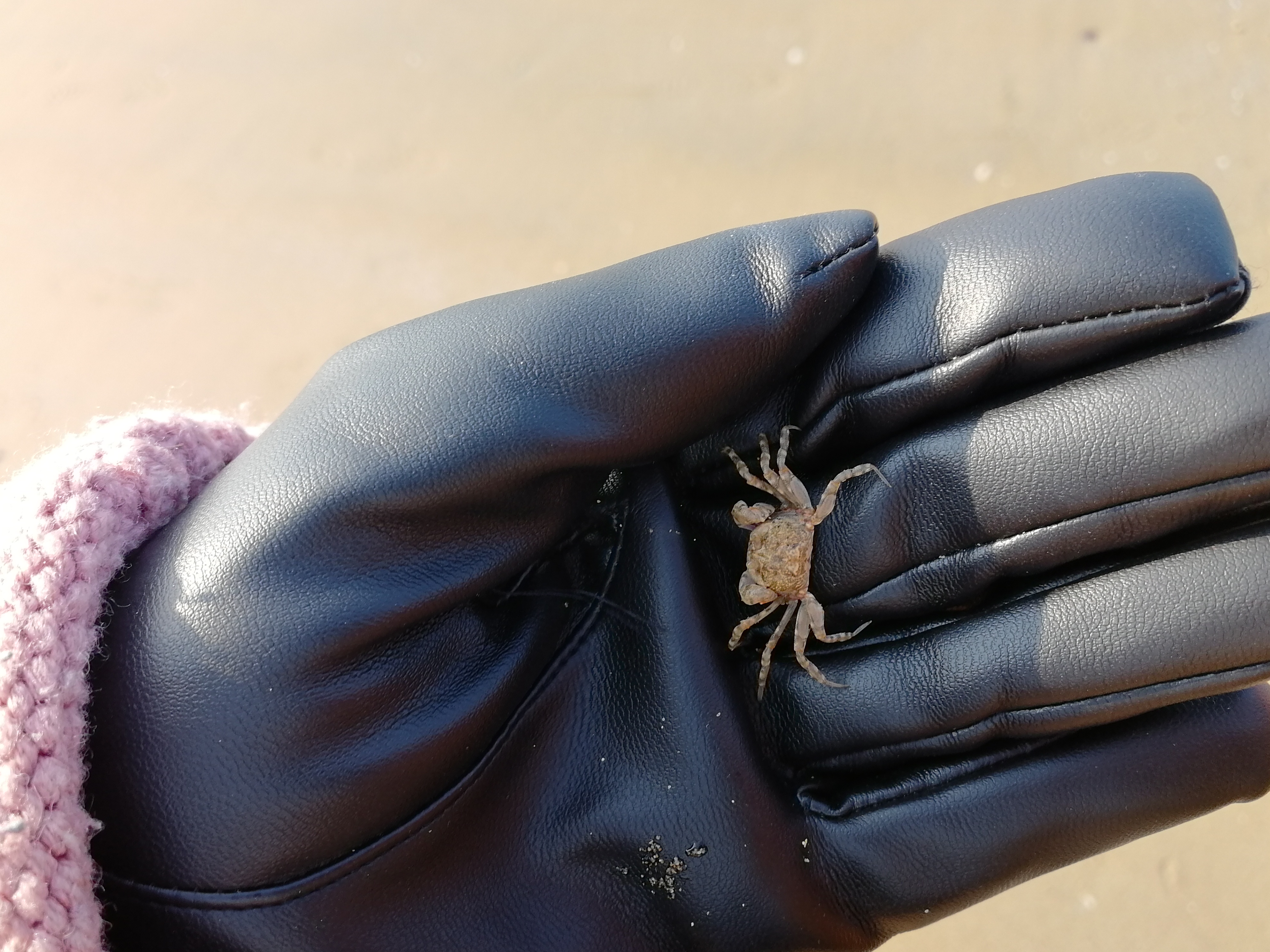 海边礁石抓螃蟹技巧,晚上礁石区赶海抓螃蟹技巧