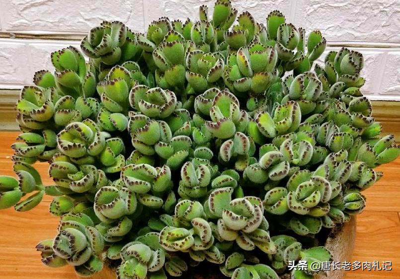 熊掌多肉的养殖方法和注意事项,熊掌多肉植物怎么养