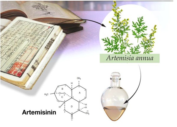 屠呦呦坚持不懈攻克青蒿素,屠呦呦青蒿素治狼疮进展