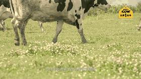 爆款限时秒杀认养一头牛,认养一头牛200ml一箱的价格