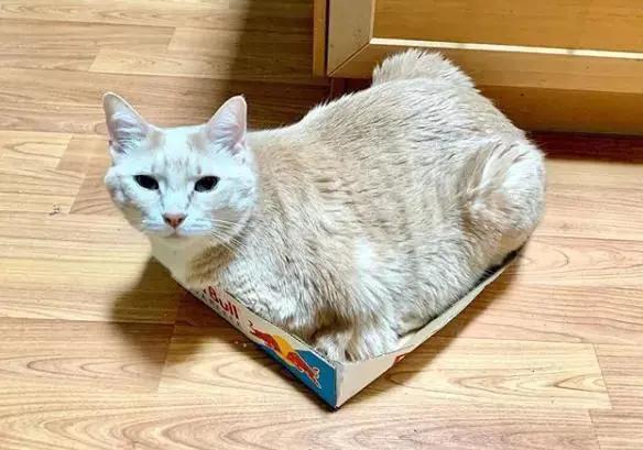 猫咪肥胖怎么减肥最有效,肥猫减肥越减越肥