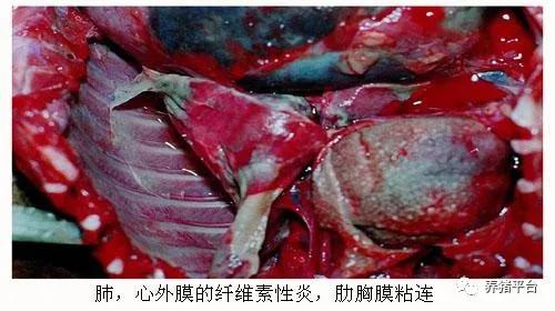 预防母猪霉菌毒素中毒,母猪霉菌中毒死胎症状