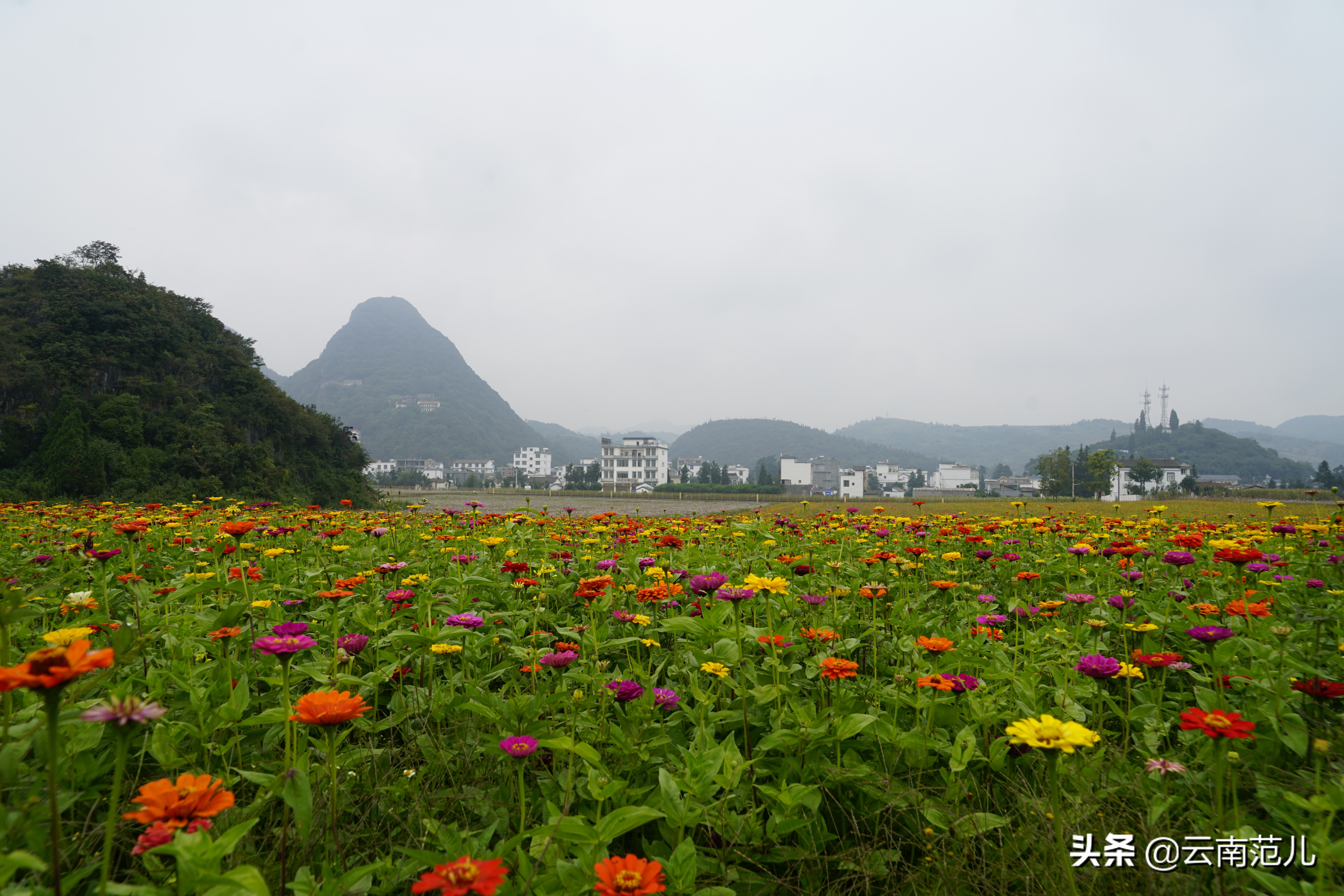 云南的油菜花哪里出名,云南一个地方都是油菜花