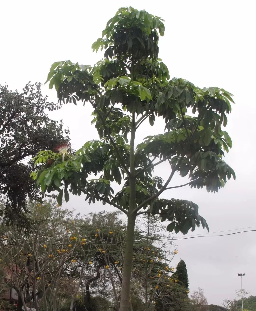 适合放在门口的寓意好的植物,植物寓意好的名字