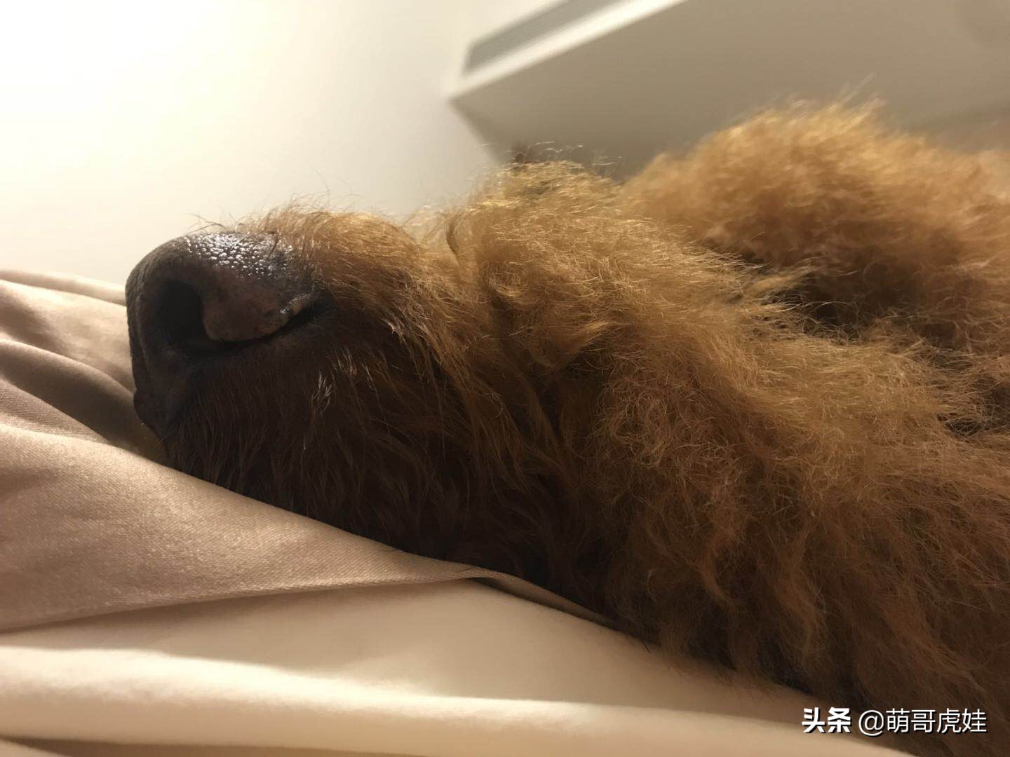 泰迪怕打雷下雨,泰迪打雷发抖