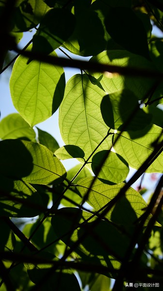 nikond810参数设置,nikond810全自动