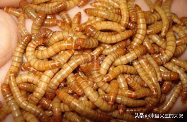 养殖项目注意事项大全图片,养殖项目要注意哪些事项