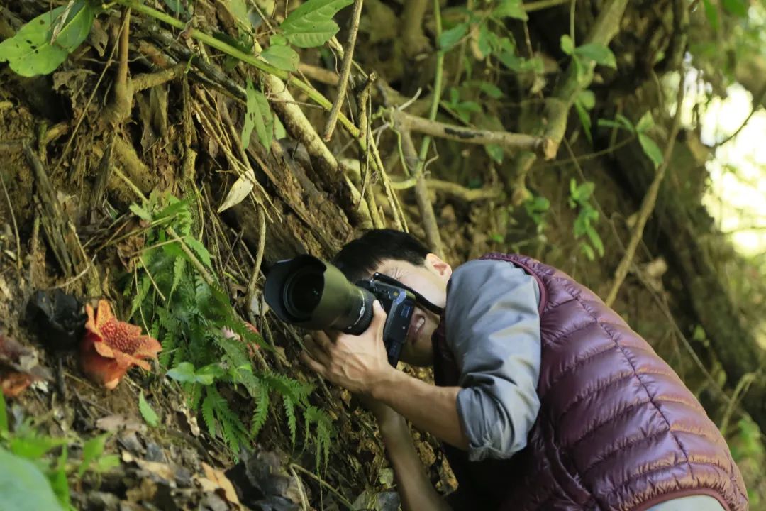 消失30年的寄生花再现,绝迹重生40