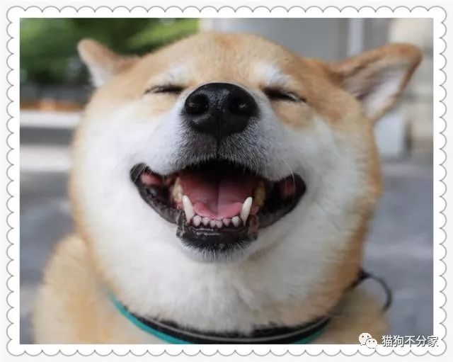 神经性犬瘟热初期症状,狗狗犬瘟热呼吸急促