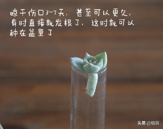 白牡丹叶插苗有多好养,白牡丹徒长修剪