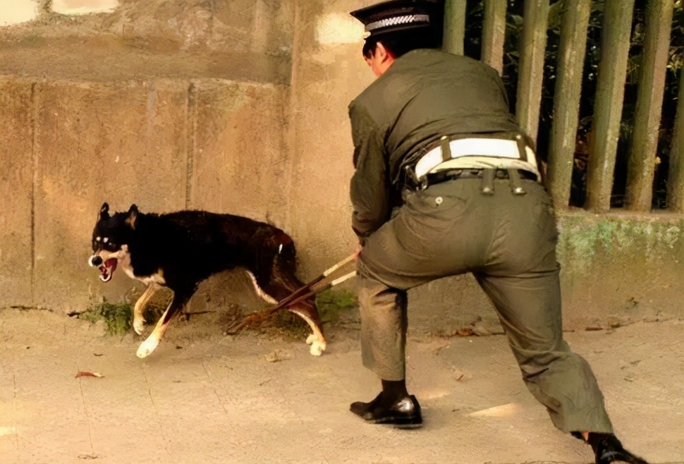 这五种狗狗经常被弃养,这7种狗早已被禁养别再带回家了