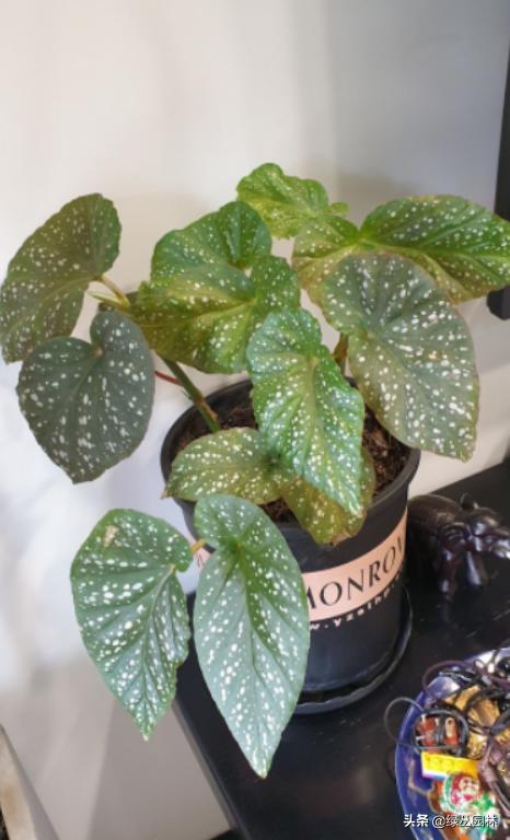 武汉养花技术哪里培训,北京养花小技巧