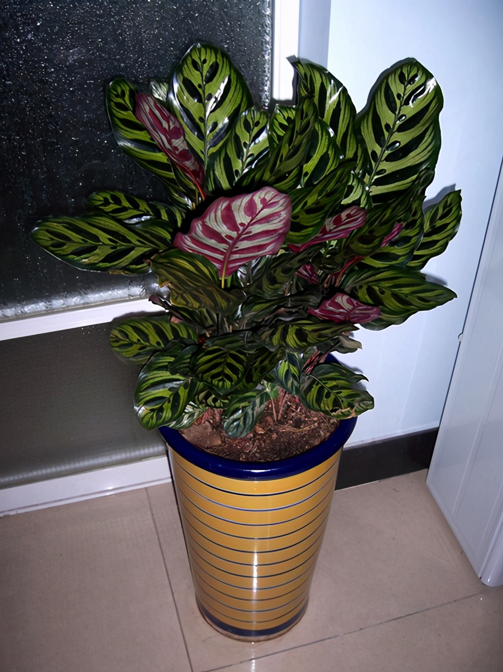 客厅电视柜适合养什么小盆栽植物,客厅电视柜上放什么植物比较好