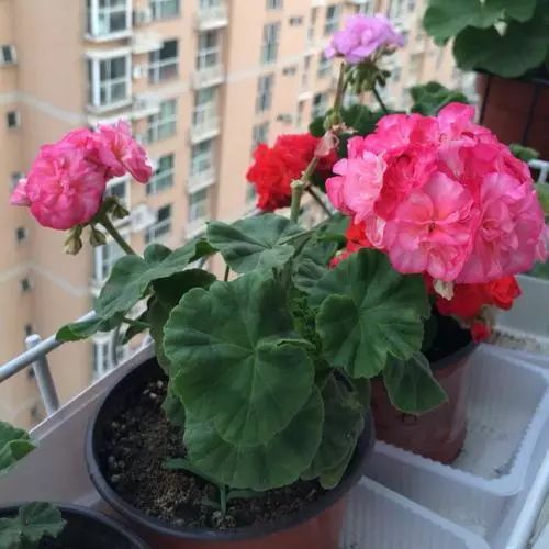 为什么有的天竺葵不开花,天竺葵不开花是什么原因呢