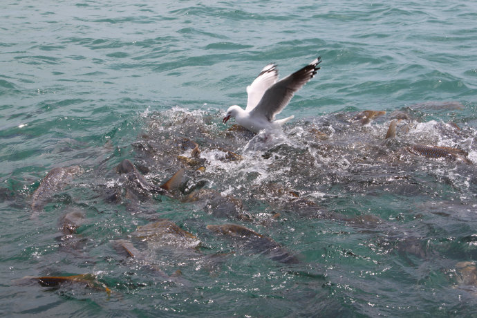 澶у牎绀佺儹姘旂悆,澶у牎绀佹捣娲嬬悆