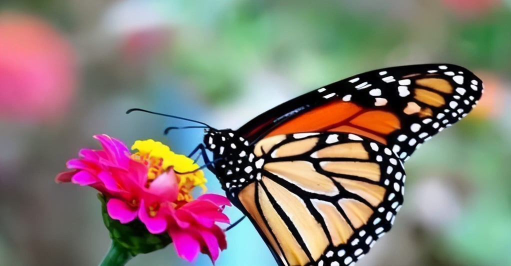 100个搞笑冷知识动物,奇葩动物冷知识你都知道哪几个