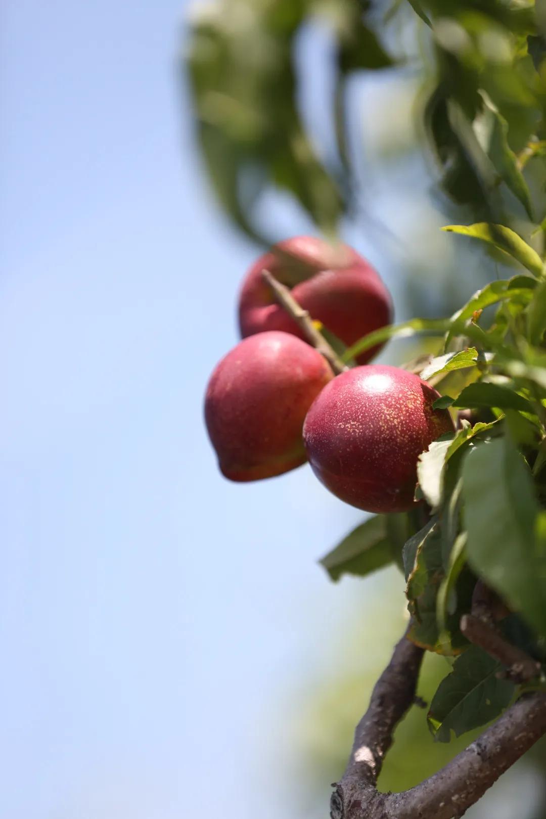 红红油桃挂枝头,这个五月“桃”你欢心
