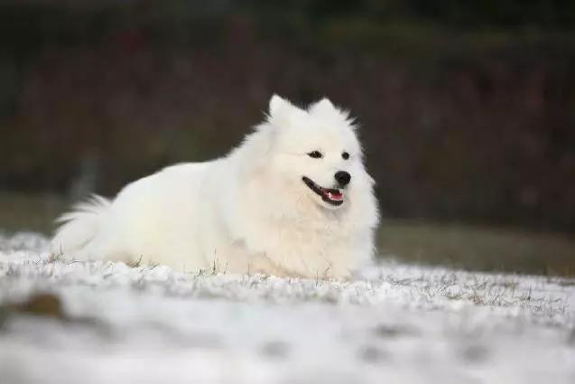 45种狗狗很难得一见你认识几种,45种最难得一见的狗