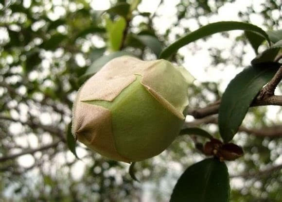 小时候的茶泡好吃吗,小时候吃过的茶泡