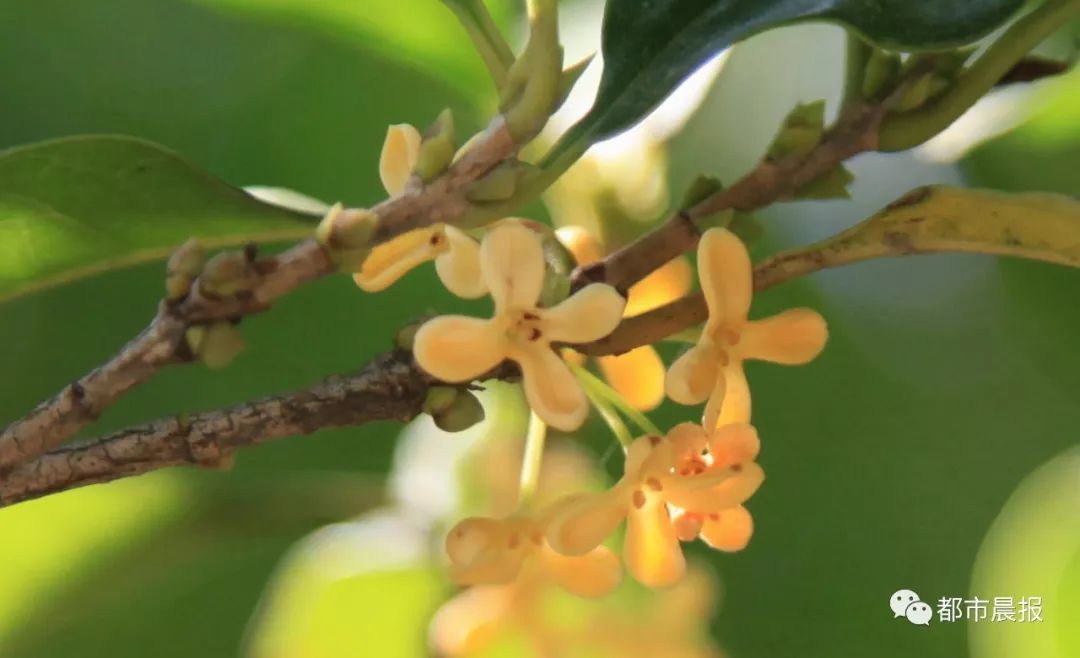 徐州市区桂花地图上线，能看又能吃！趁着十一假期快去吧
