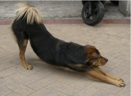 养狗九年狗狗不生病的秘密,养狗八年才知道的狗狗小秘密