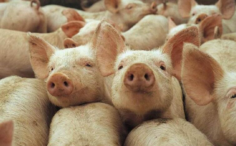 小猪拉稀用土霉素可以吗,小猪拉稀土霉素加诺氟沙星