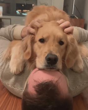 大金毛不听话怎样训练,大金毛根本不听话怎么办