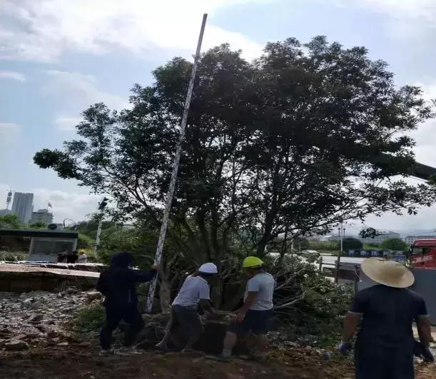 碧桂园物业人员坚守岗位,碧桂园坚守岗位