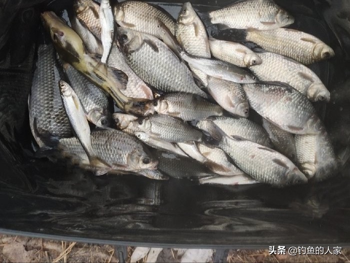 野钓收获一尾九斤大鲫鱼,野钓十多斤白条鲫鱼