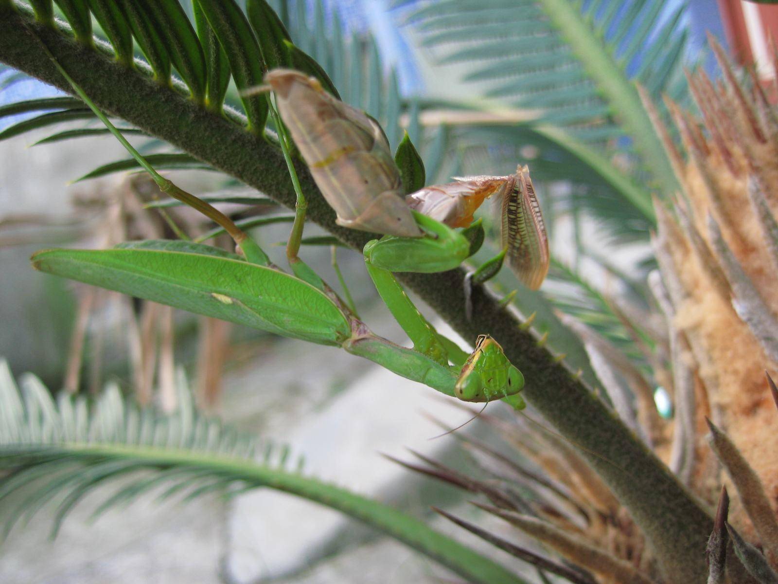 公螳螂会不会被母螳螂吃掉,公螳螂被母螳螂吃掉为什么不反抗