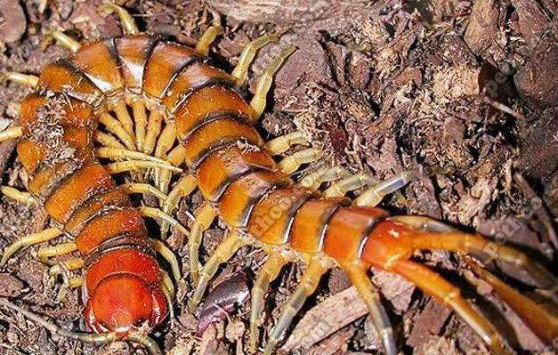 世界上最毒的蜈蚣排行,毒蜈蚣十大排行榜