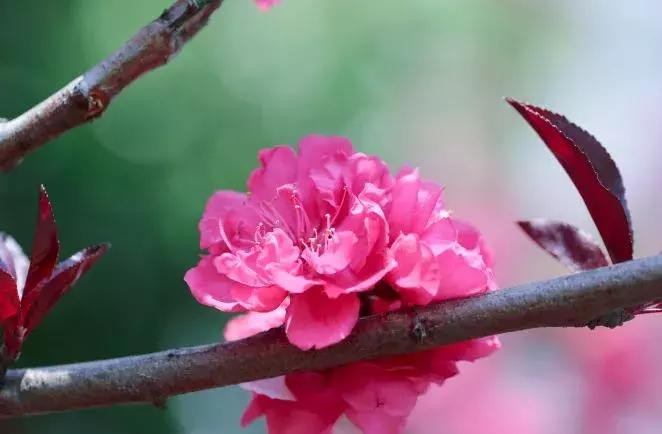 石家庄草莓采摘基地推荐,石家庄周边采摘园摘草莓