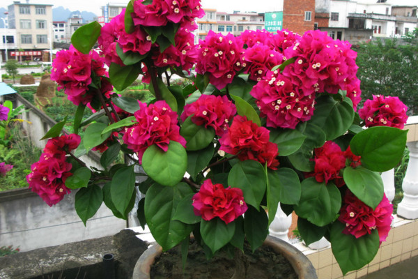 三角梅怎么养让它的枝节短而粗,三角梅怎么让它的根又粗又壮