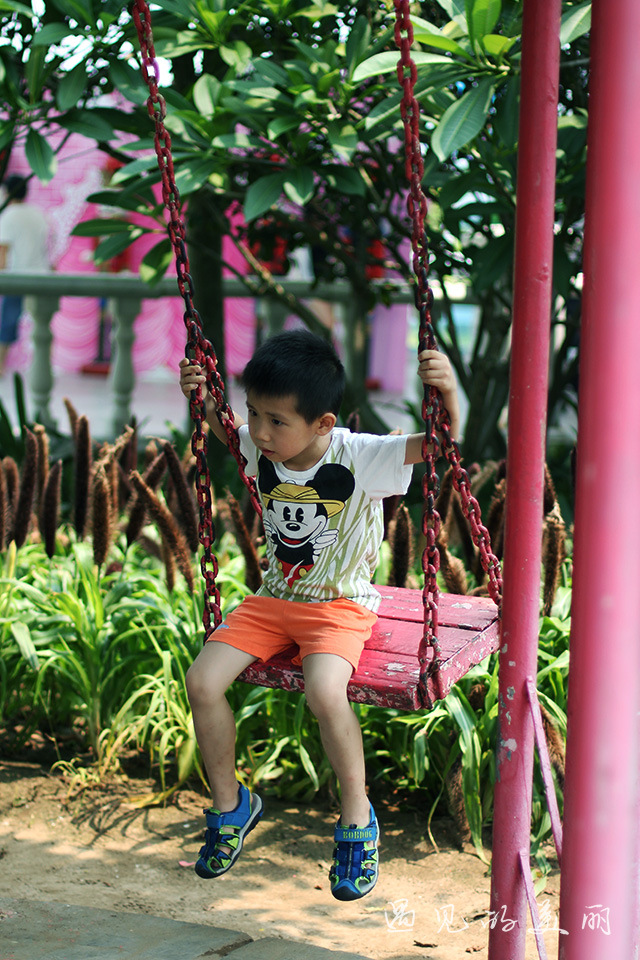 百万葵园有多坑,百万葵园免门票