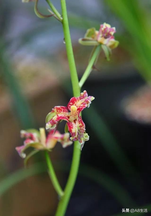 蒙山之春此花浓妆艳抹,彩块鲜红,是养兰人争相收藏的精品