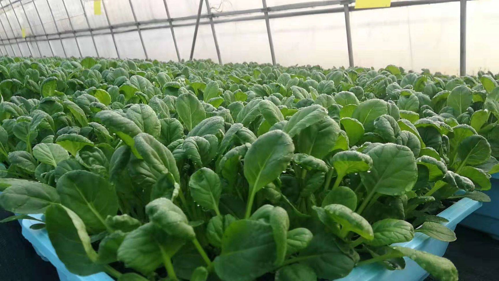 家庭主妇变“种菜达人”一天卖出400盆，把蔬菜当花养，前景诱人