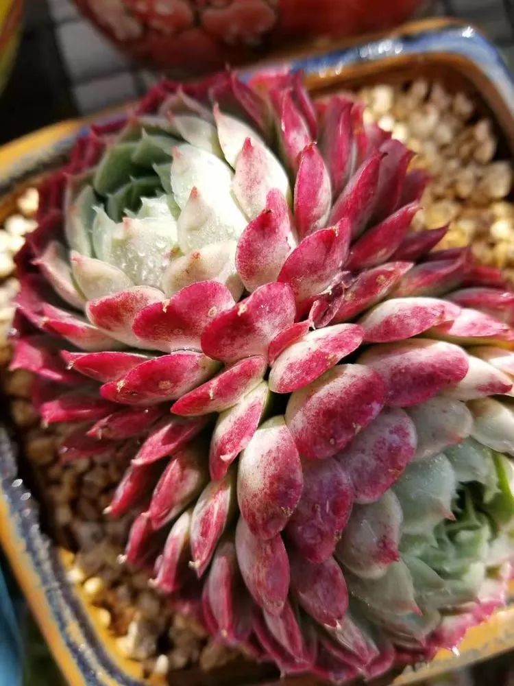 爱机车，爱多肉，宝妈花姐的诗和远方