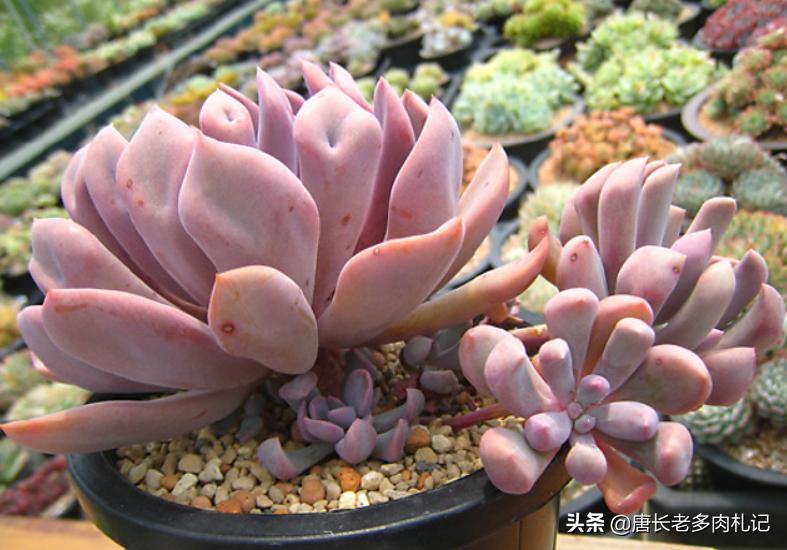 这8种多肉开花的样子简直美爆了,这8种多肉个头小巧却极好扦插