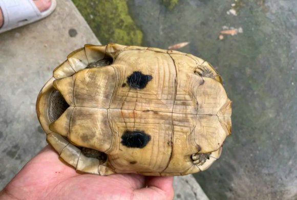 广东男主播在湖边捡到黄龟,男子钓到国家保护鱼类