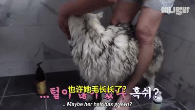 二哈为什么变瘦了,二哈太胖了必须要减肥