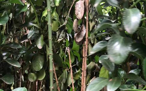 大叶黄杨黄叶病,大叶黄杨修剪过后叶片有枯斑