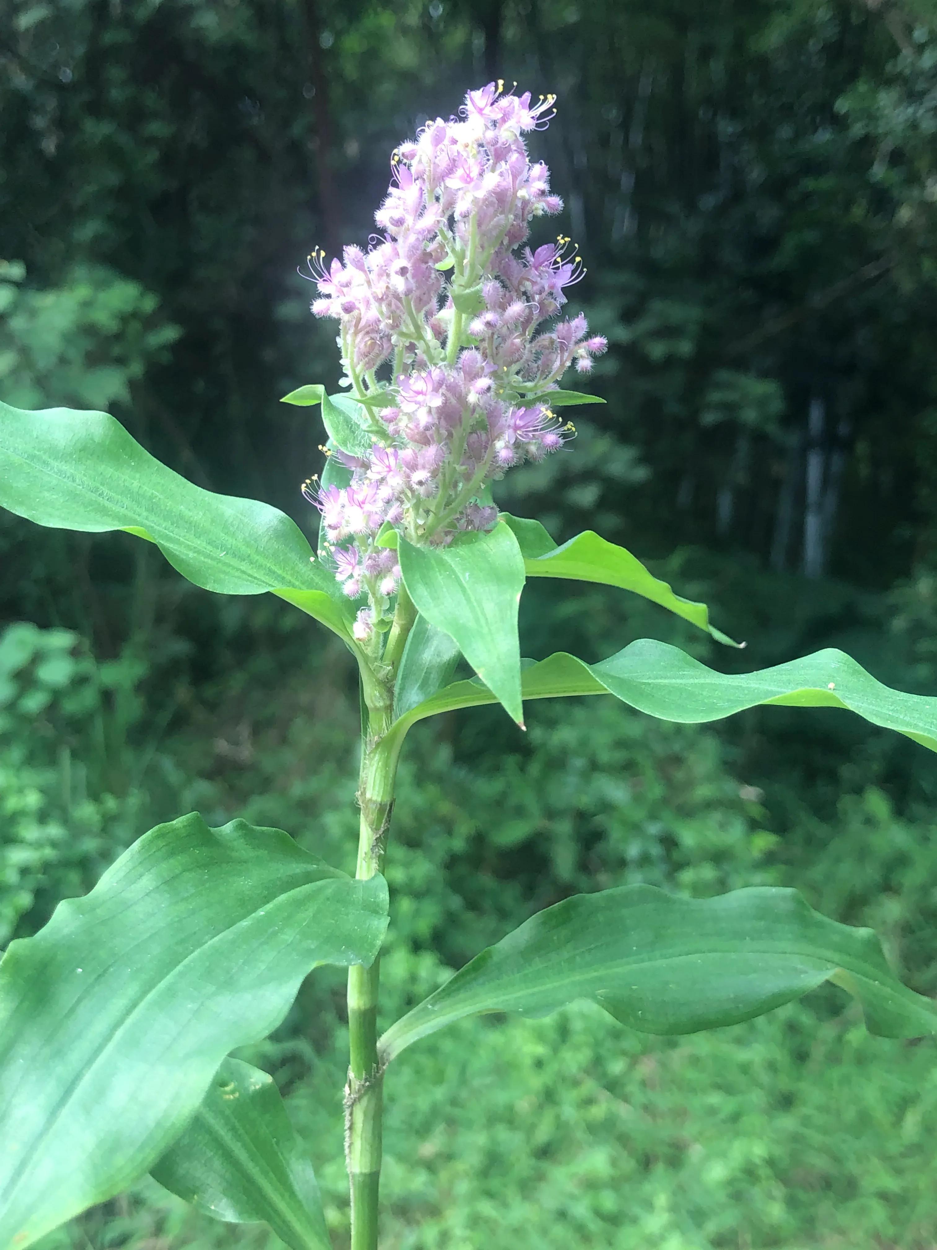 娣卞北鑰佹灄閲庤彍妞嶇墿,鍘诲璁垮北闂寸殑閲庣敓鏈崏妞嶇墿