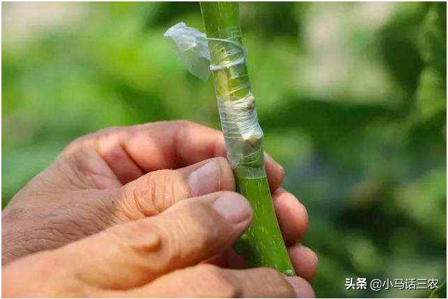 轻松掌握果树嫁接方法，让你也能成为嫁接高手