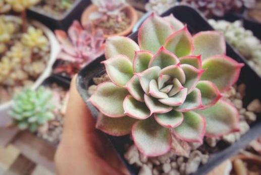 养多肉的禁忌,养多肉的危险