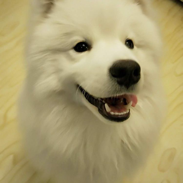 萨摩耶犬掉不掉毛,边牧萨摩耶哪个掉毛严重