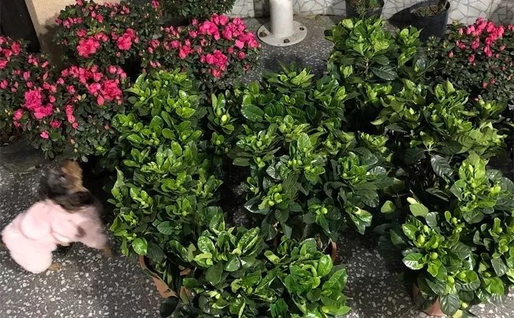 刚买的花，发蔫落苞加黄叶！为什么呢？多半是放错了位置